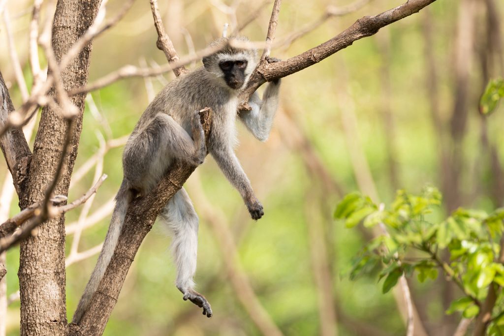 Safari jeep in Tanzania